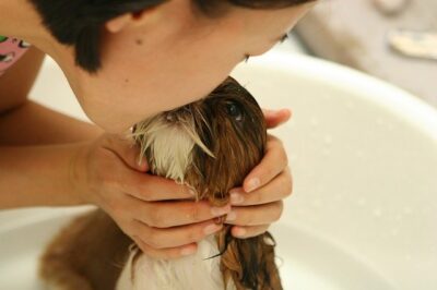 Prestador de Cuidados a Animais