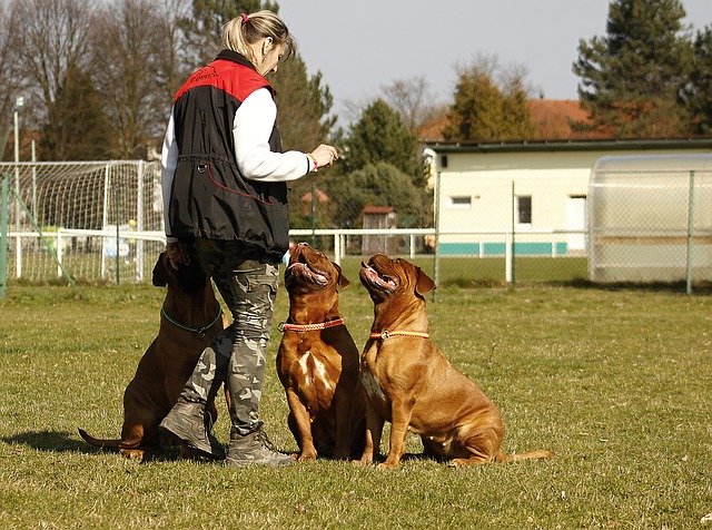 Treinador de animais