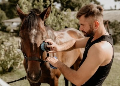 Tratador de Cavalos