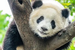 Profissões mais estranhas do mundo: ama de pandas