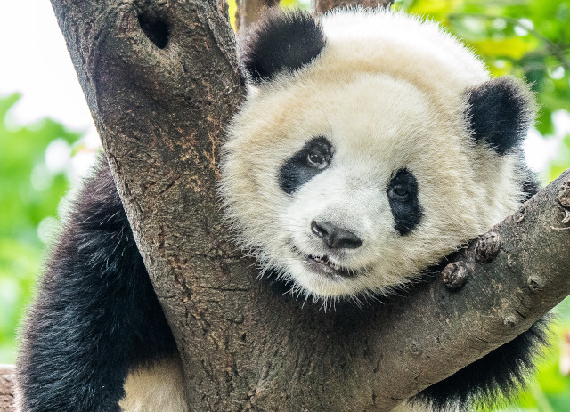 Profissões mais estranhas do mundo: ama de pandas