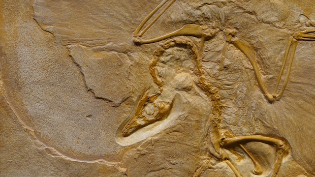 paleontologia - paleontólogo