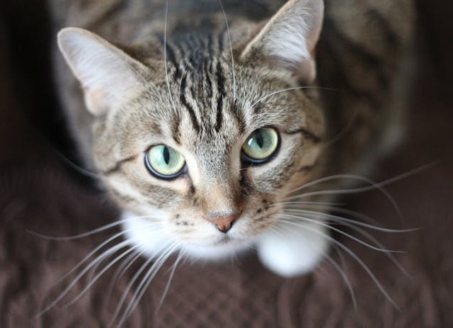 psicólogo para gatos